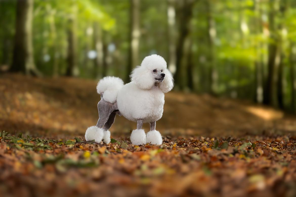 Mellempuddel Thorbjørn - 2 år - foto af Dyrefotografi.dk billede 1