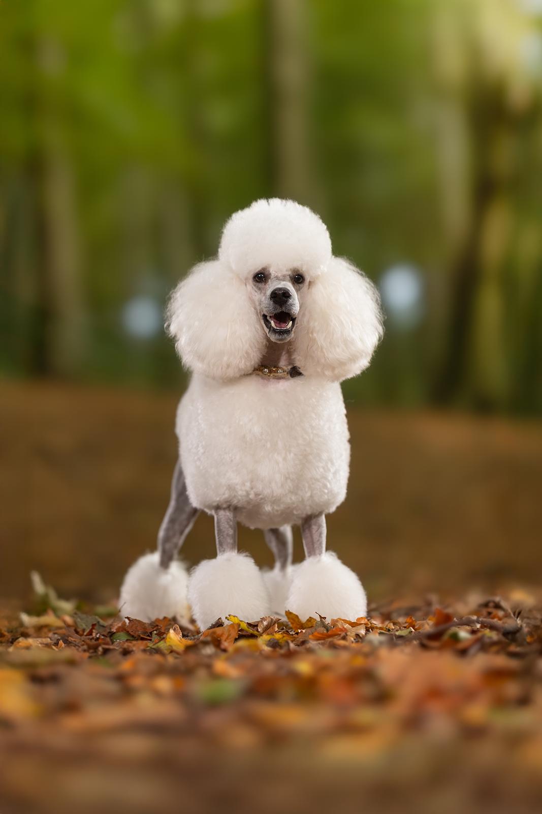 Mellempuddel Thorbjørn billede 2