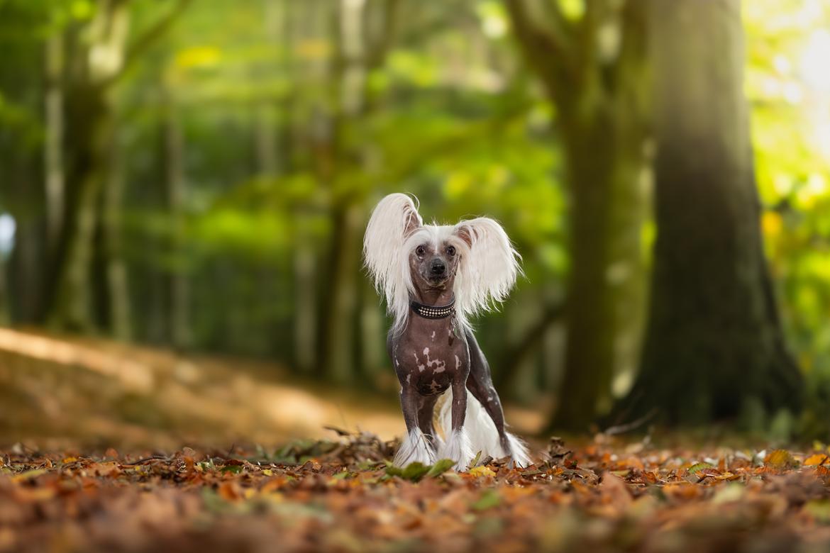 Chinese crested hårløs Malthe - 7 år - foto af Dyrefotografi.dk billede 1