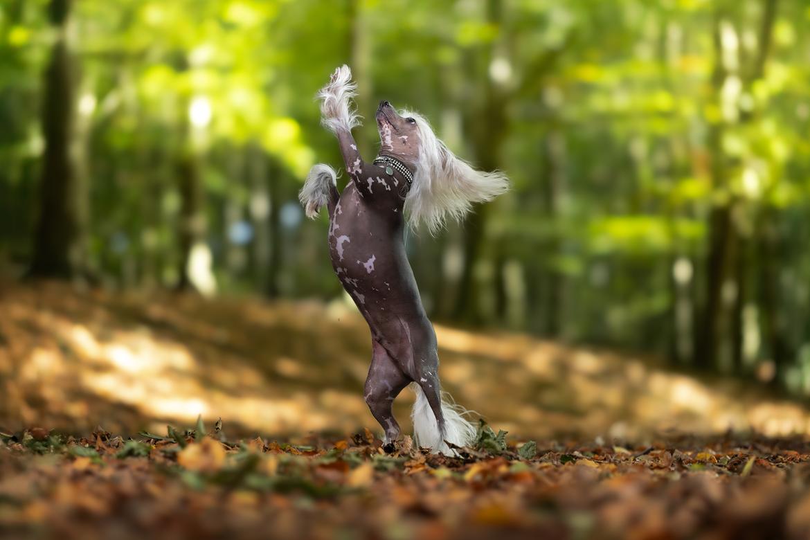 Chinese crested hårløs Malthe billede 2