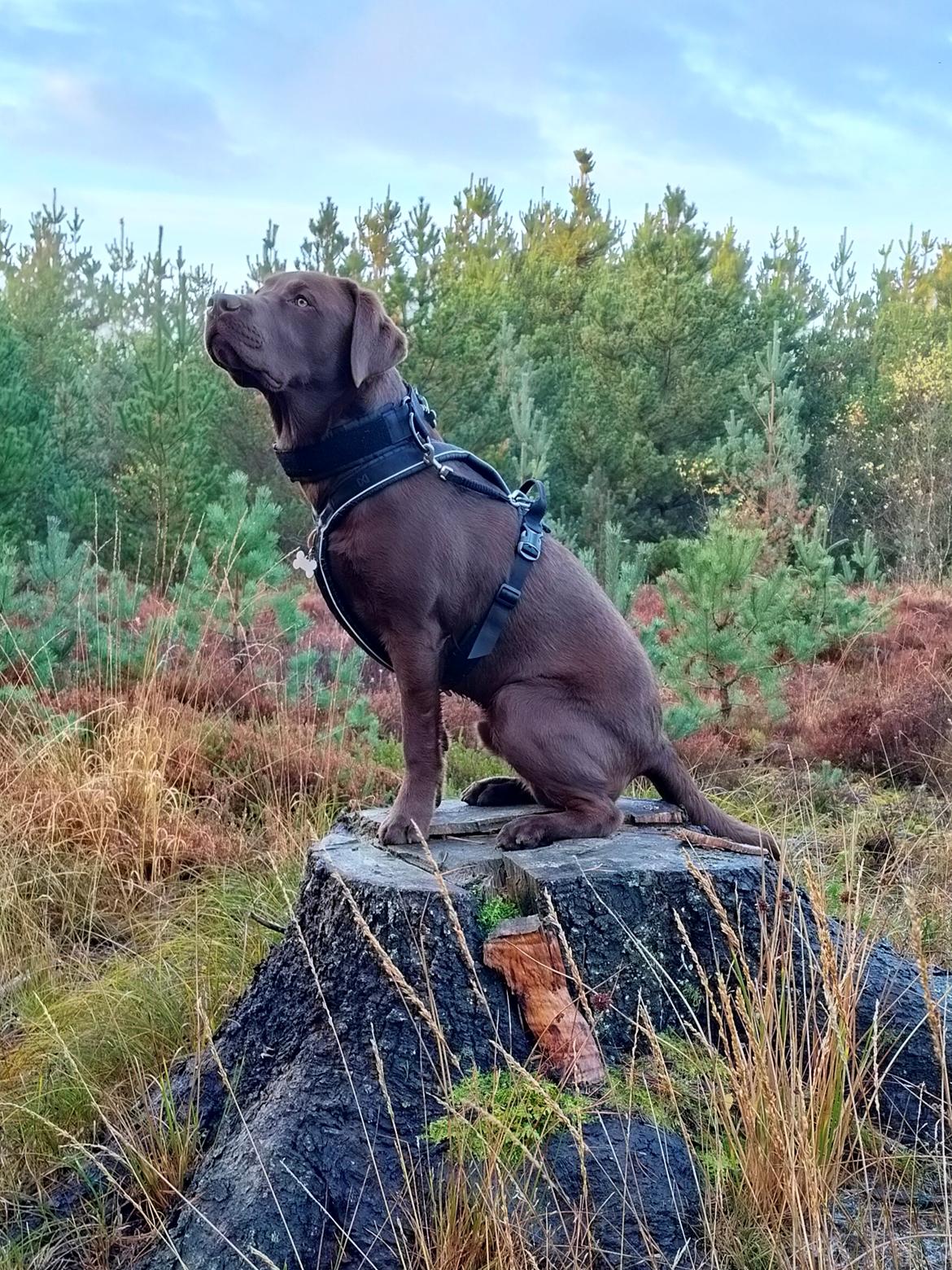 Labrador retriever Balder - 1. november 2025 billede 47