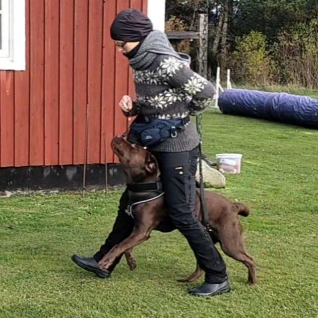 Labrador retriever Balder - 2. november 2025 billede 48