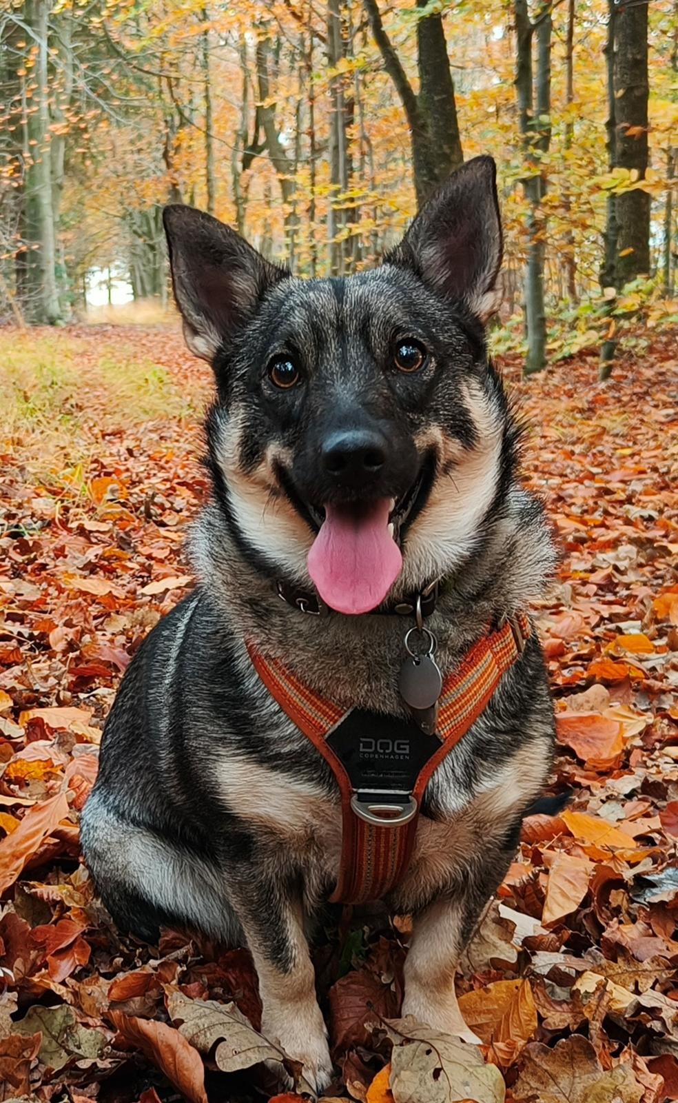 Västgötaspids Vikingspids Saga "Tonda" (Rullepølsen<3) billede 3