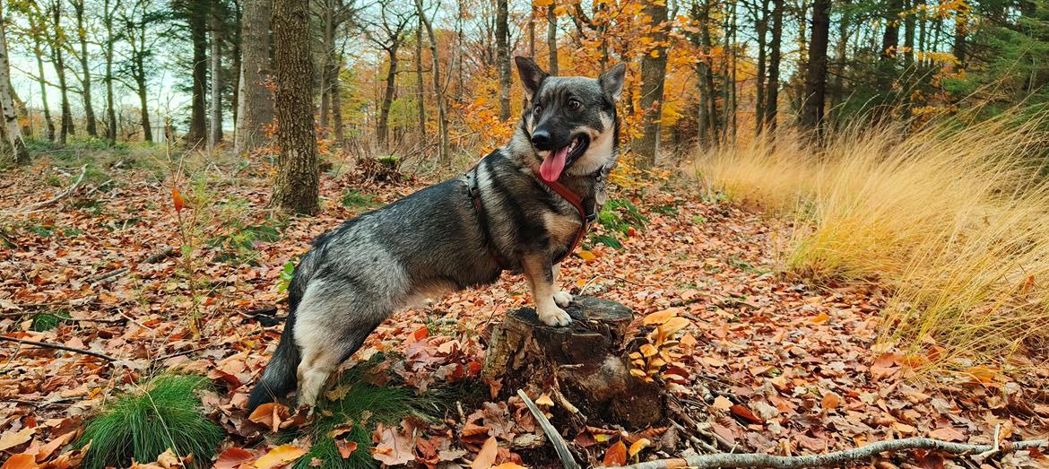 Västgötaspids Vikingspids Saga "Tonda" (Rullepølsen<3) billede 1