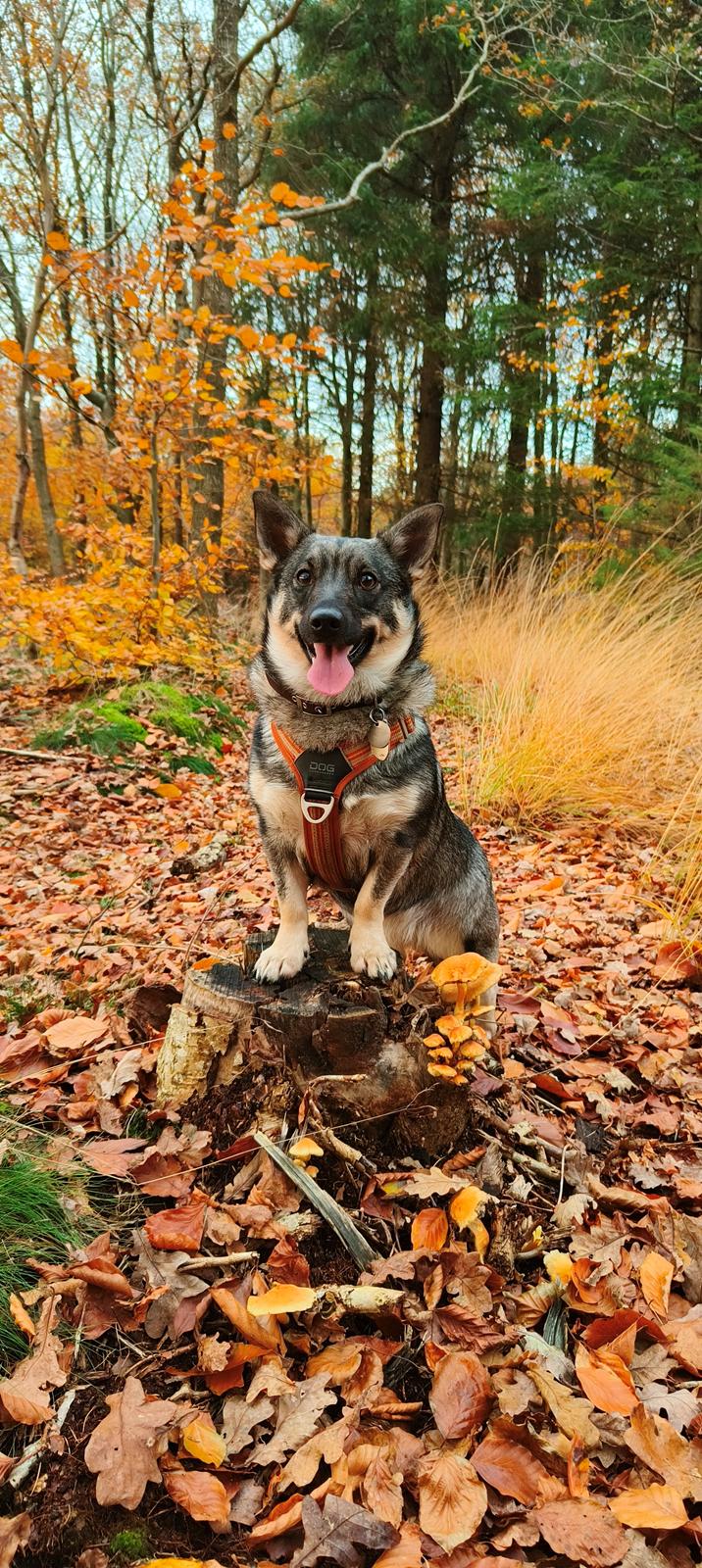 Västgötaspids Vikingspids Saga "Tonda" (Rullepølsen<3) billede 2