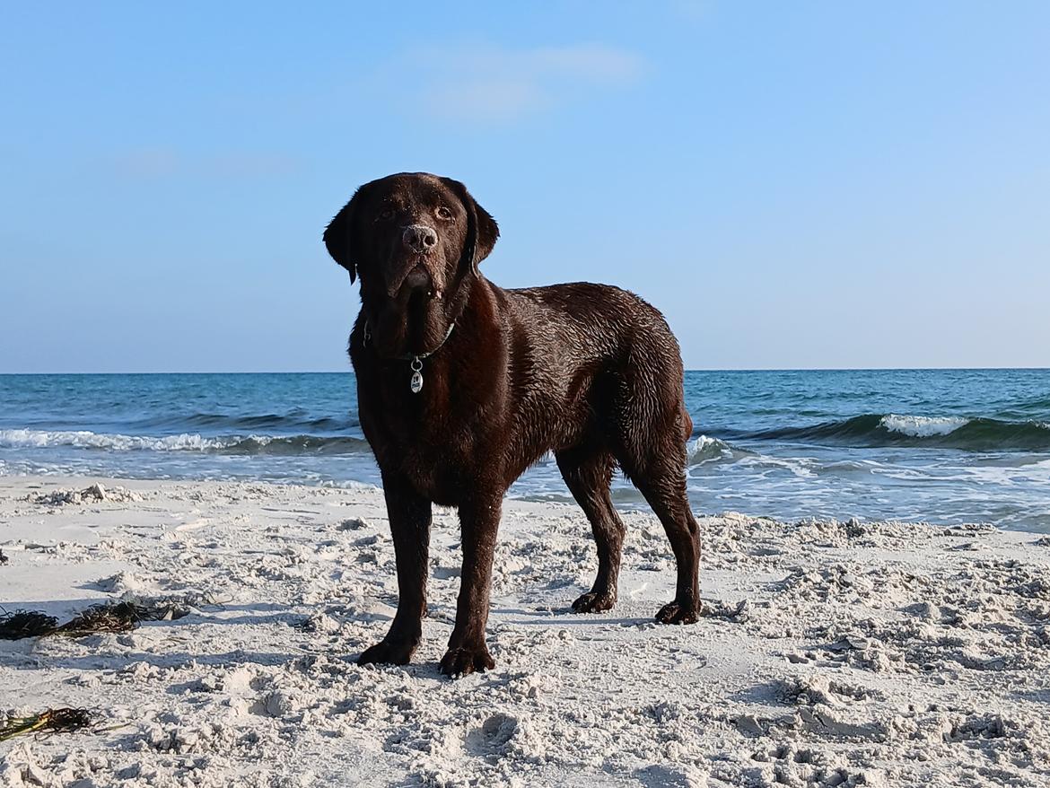 Labrador retriever Cody billede 23