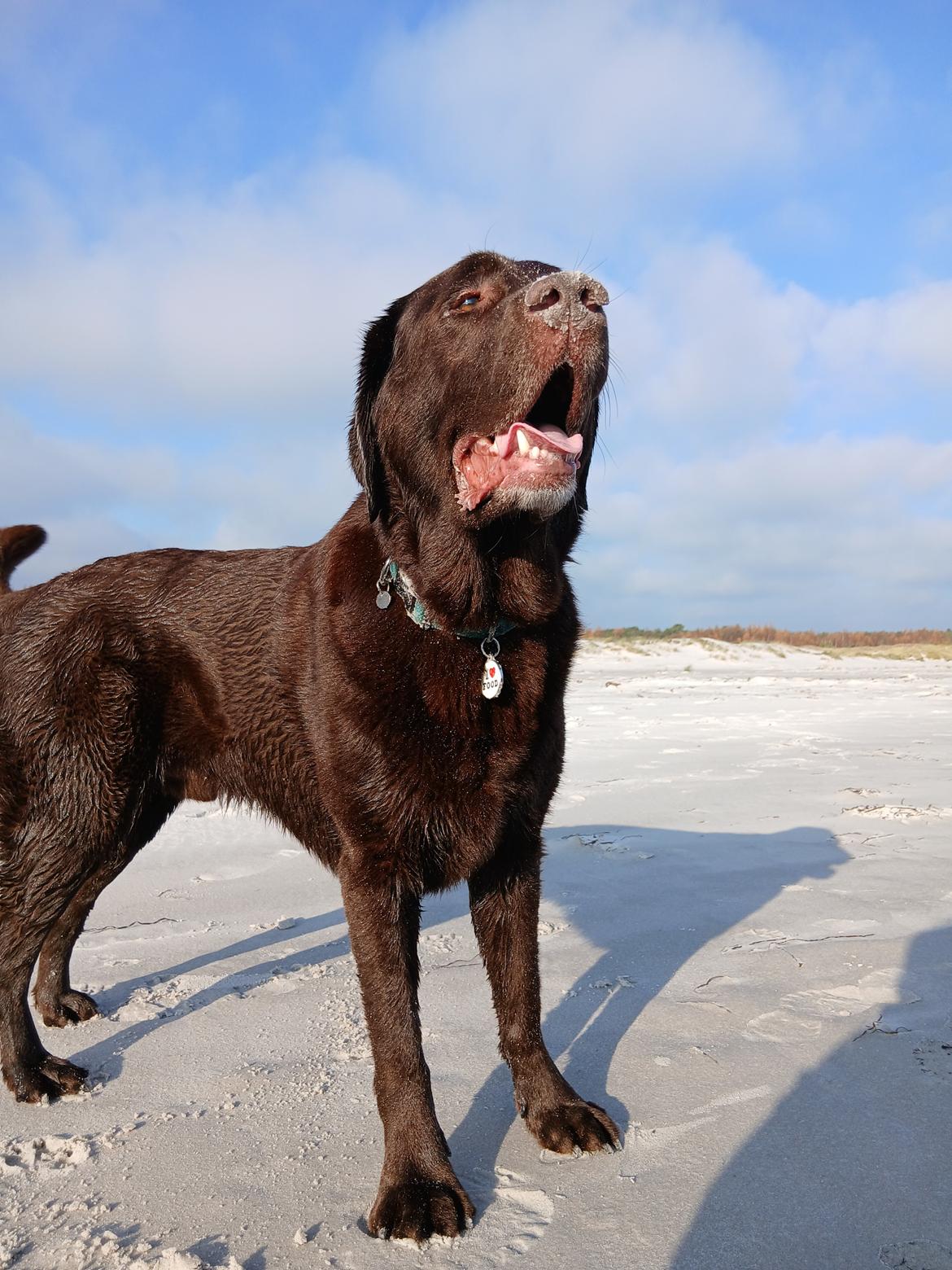 Labrador retriever Cody billede 1