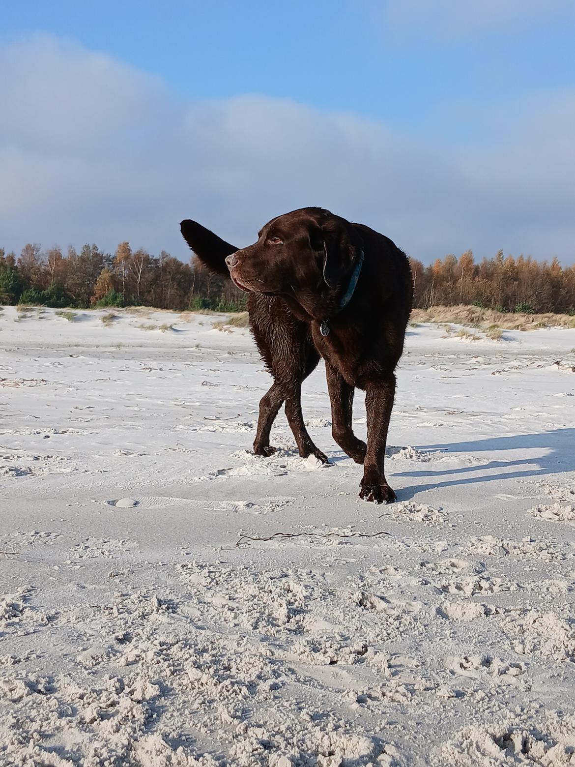 Labrador retriever Cody billede 8