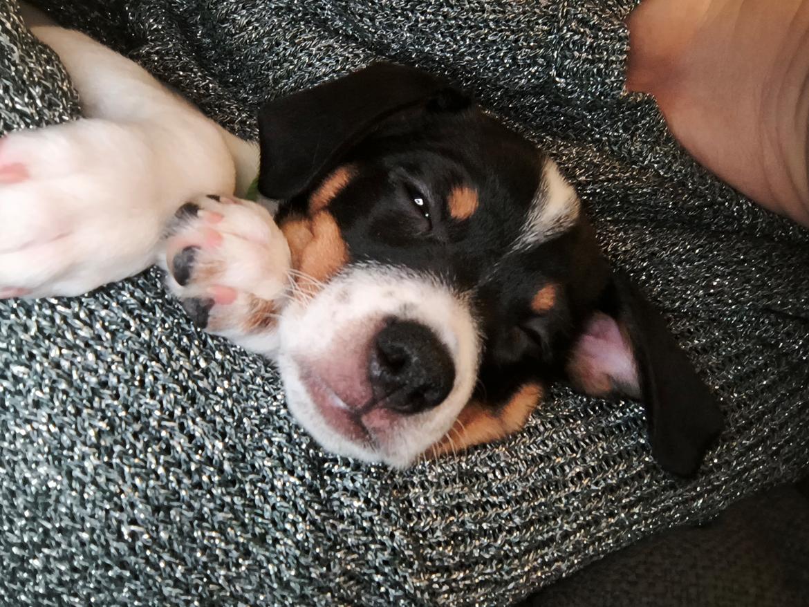 Dansk svensk gaardhund Dingo billede 1