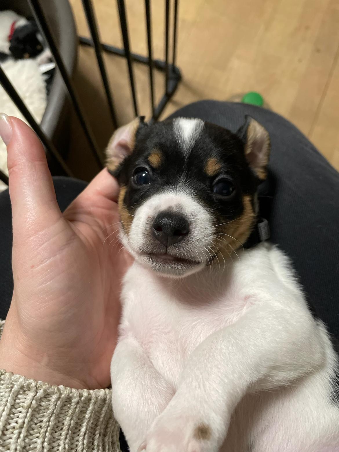 Dansk svensk gaardhund Dingo billede 2