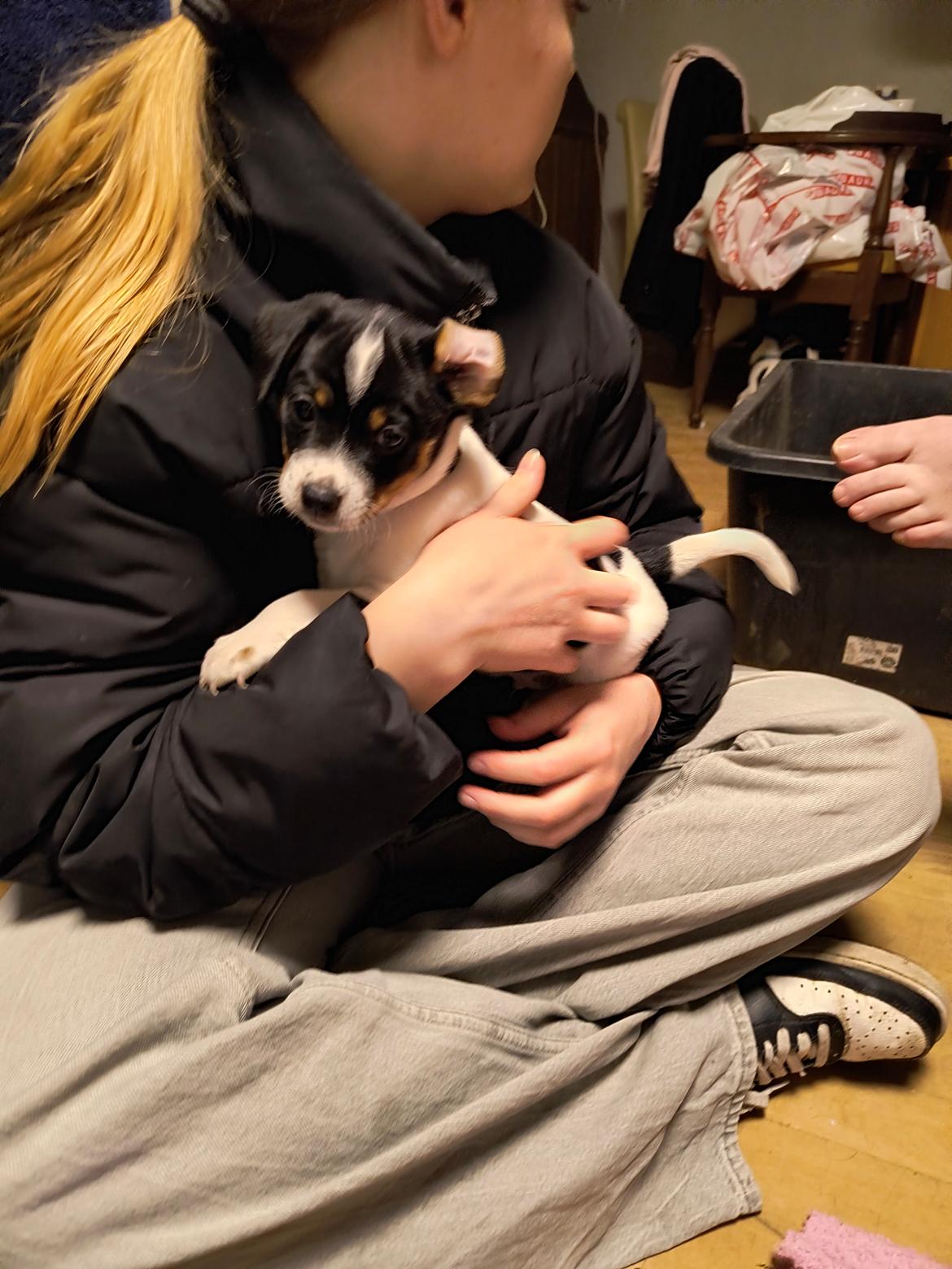 Dansk svensk gaardhund Dingo billede 3