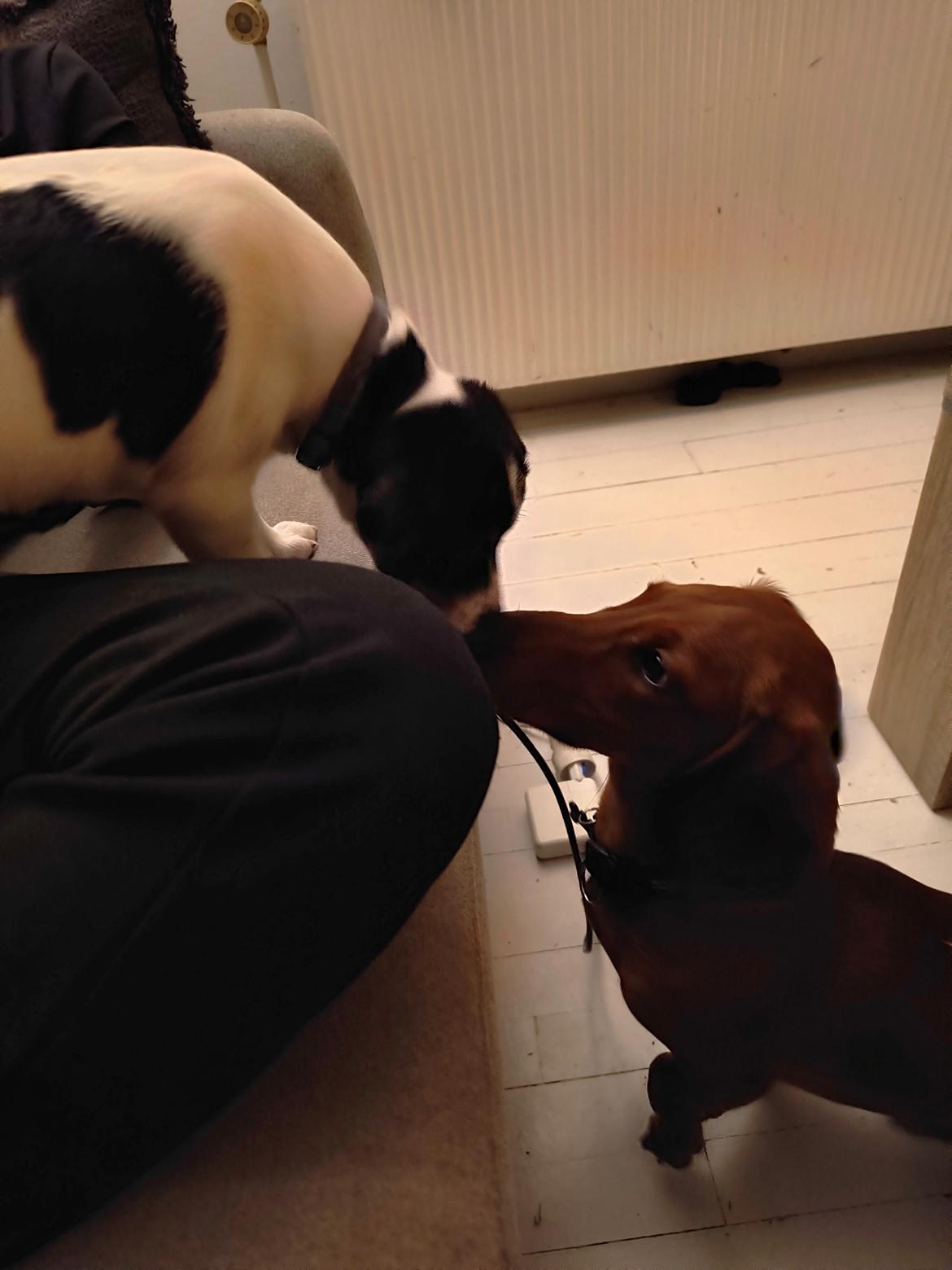 Dansk svensk gaardhund Dingo billede 4