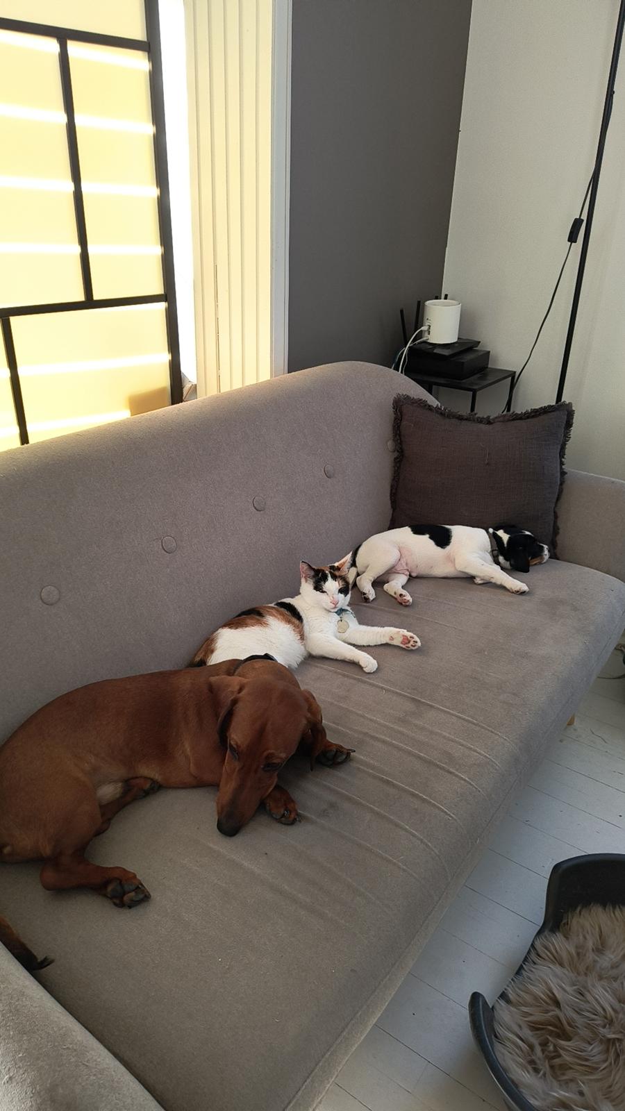 Dansk svensk gaardhund Dingo billede 5