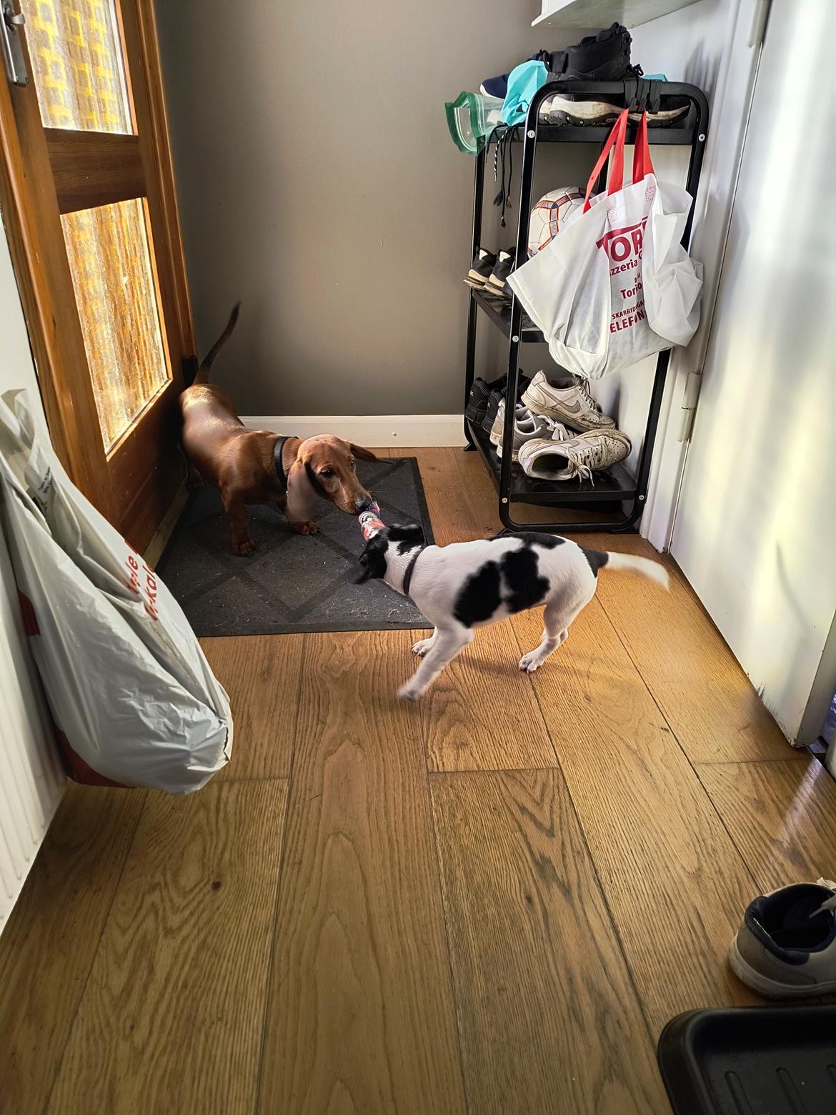 Dansk svensk gaardhund Dingo billede 6