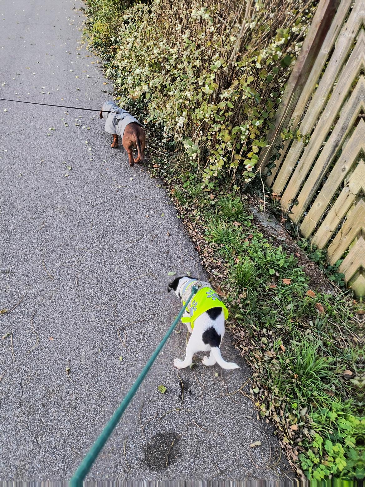 Dansk svensk gaardhund Dingo billede 7