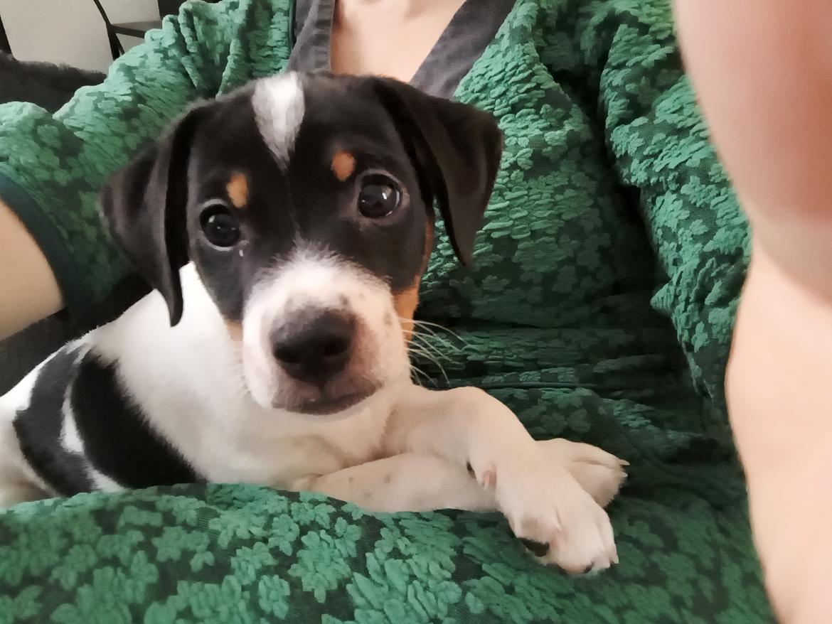 Dansk svensk gaardhund Dingo billede 8