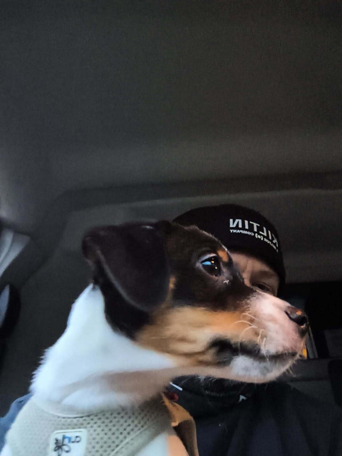 Dansk svensk gaardhund Dingo billede 9