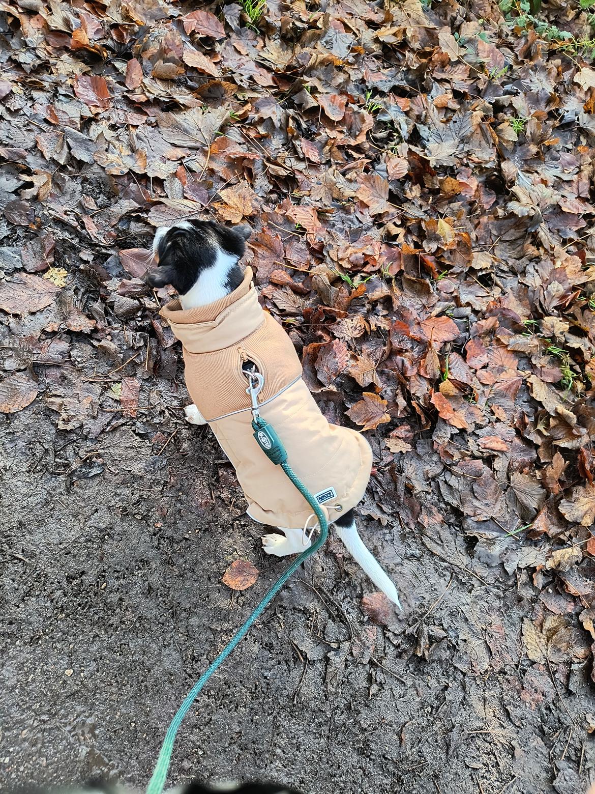 Dansk svensk gaardhund Dingo billede 10