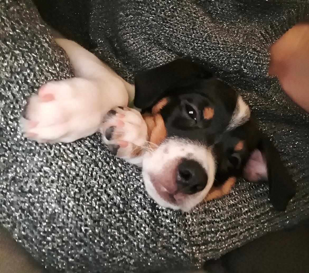 Dansk svensk gaardhund Dingo billede 11