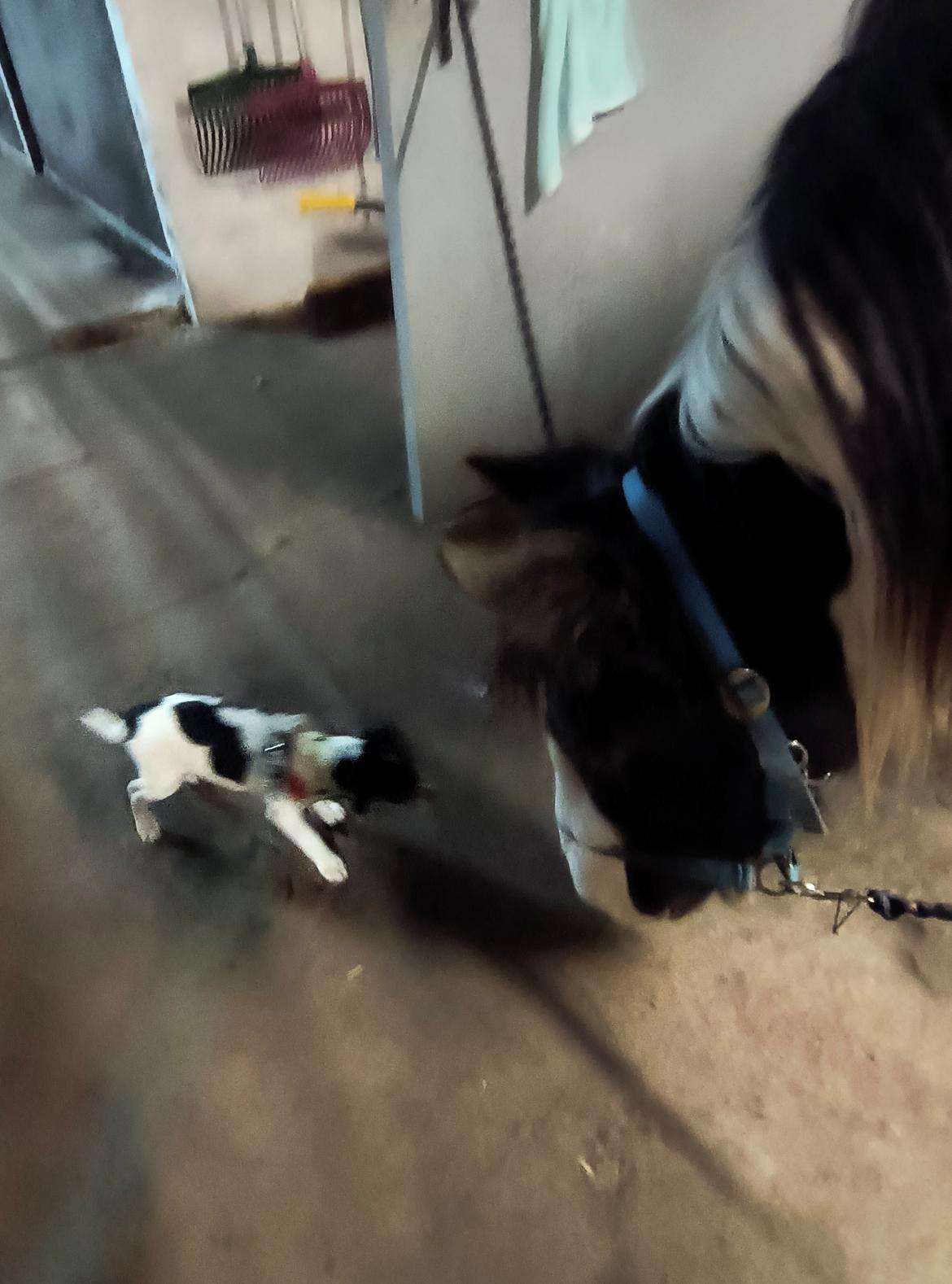 Dansk svensk gaardhund Dingo billede 12