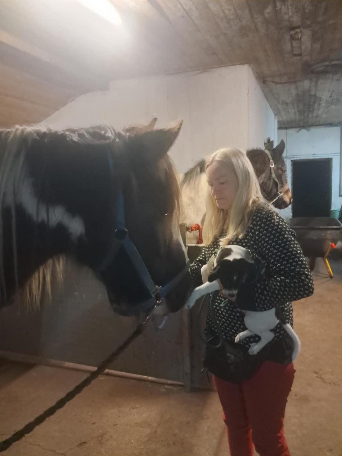 Dansk svensk gaardhund Dingo billede 13