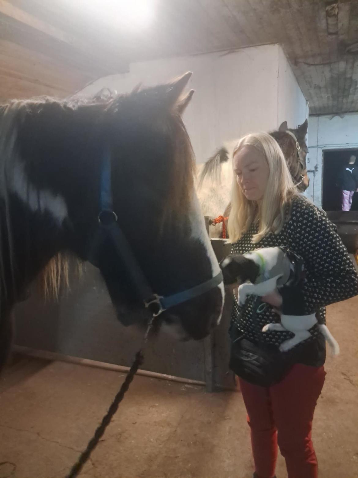 Dansk svensk gaardhund Dingo billede 14