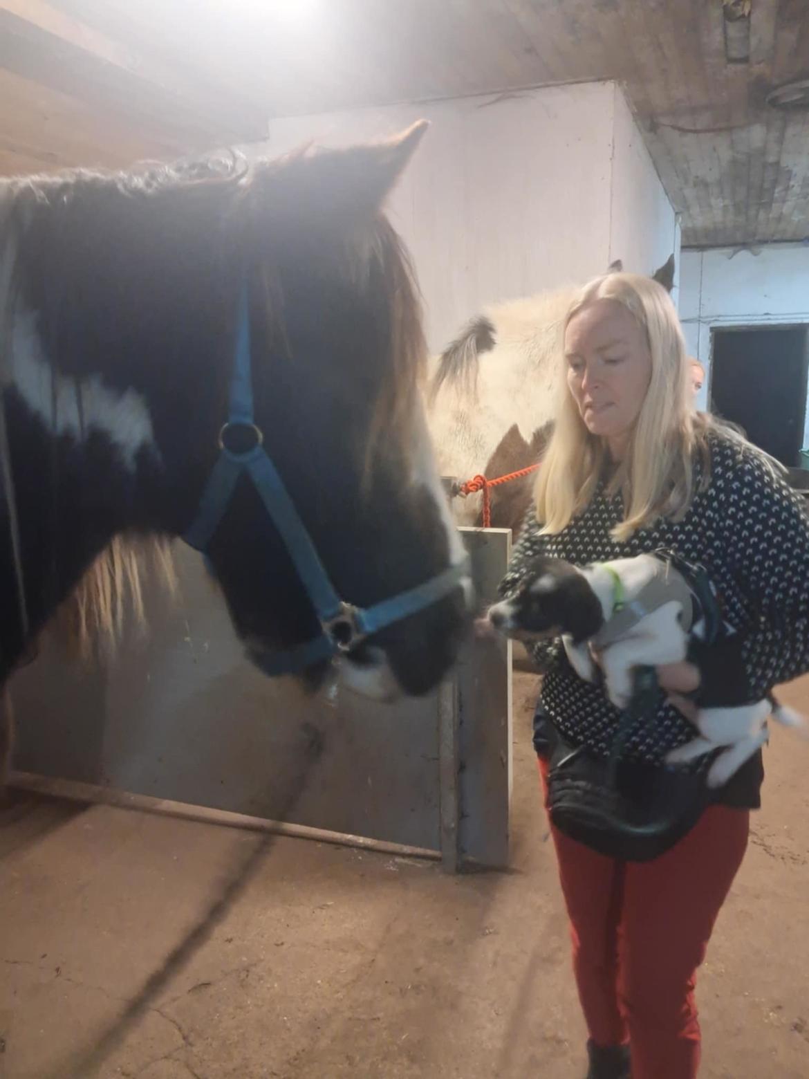 Dansk svensk gaardhund Dingo billede 15