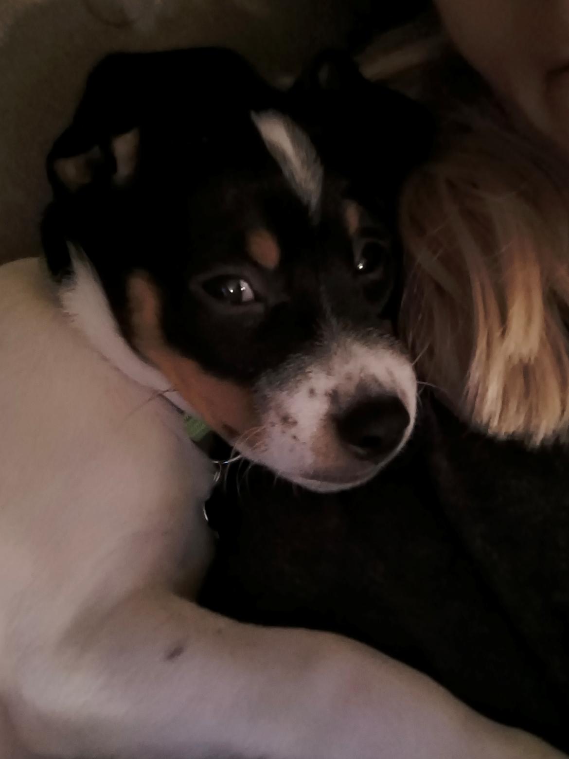 Dansk svensk gaardhund Dingo billede 16