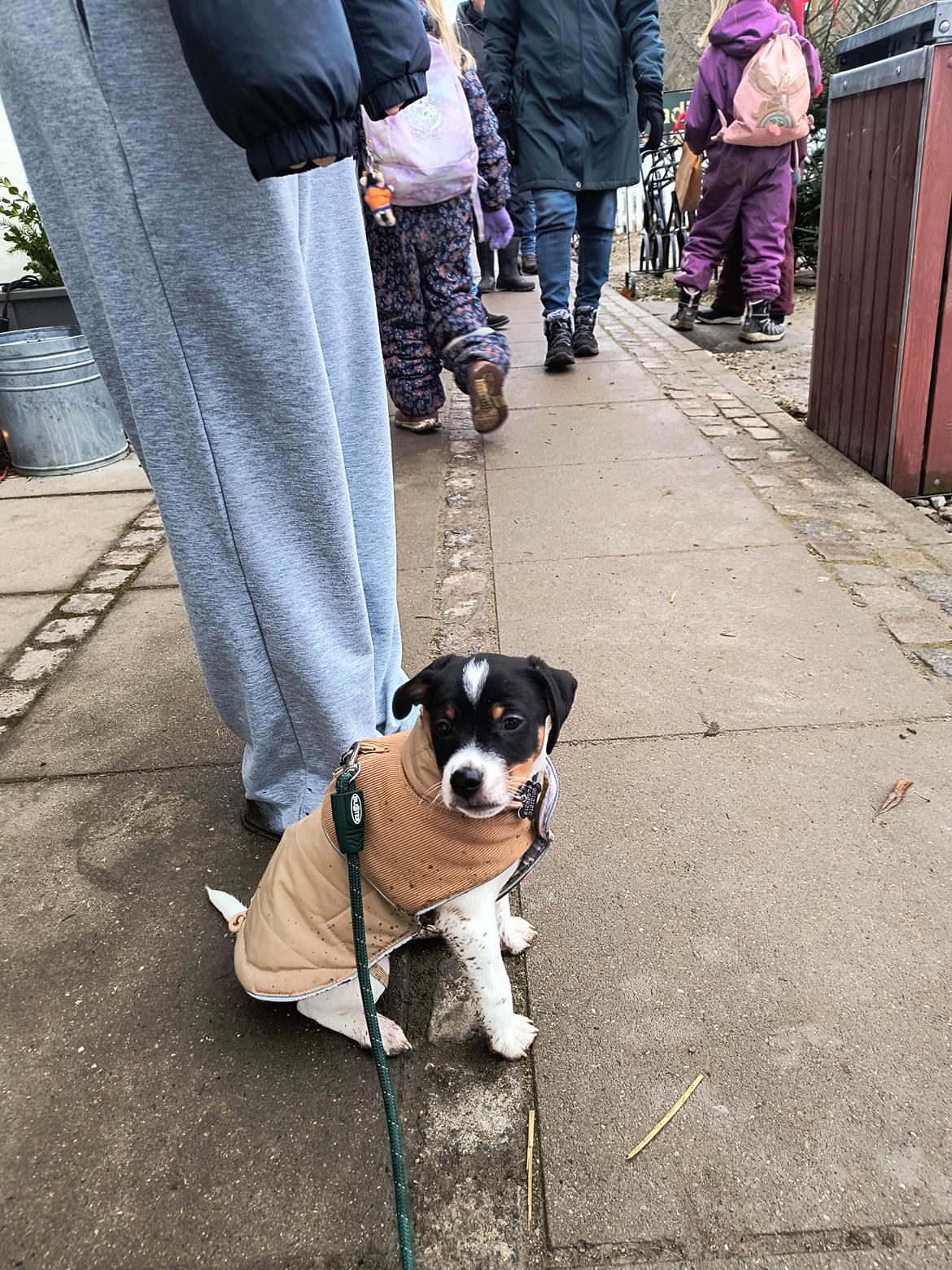 Dansk svensk gaardhund Dingo billede 17