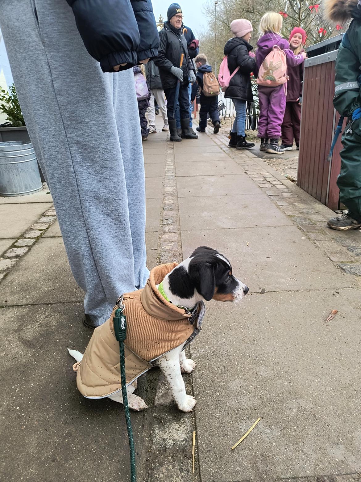 Dansk svensk gaardhund Dingo billede 18