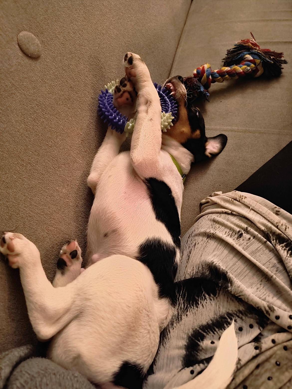 Dansk svensk gaardhund Dingo billede 19