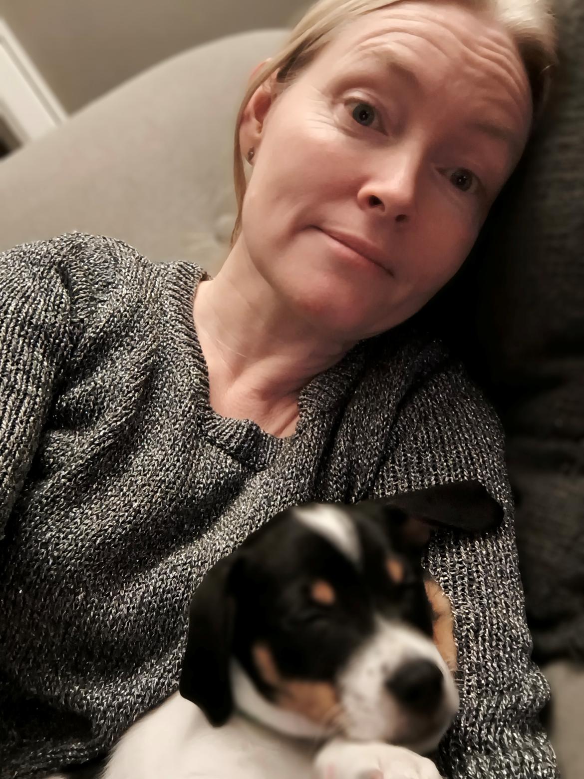 Dansk svensk gaardhund Dingo billede 20