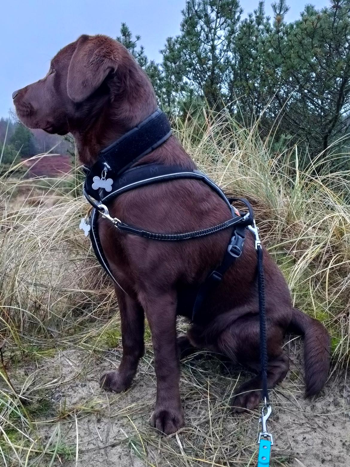 Labrador retriever Balder - 30. november 2025 billede 49