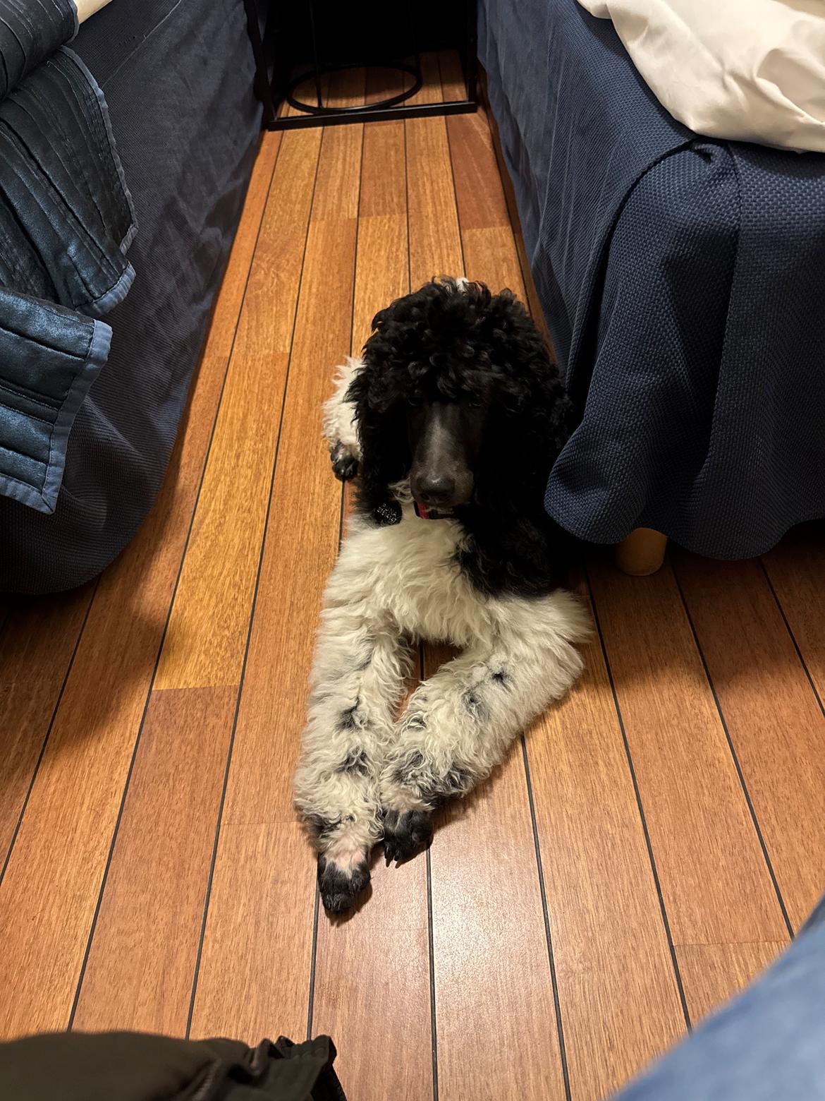 Storpuddel Spirit of Ronja Deli aka Runa billede 2