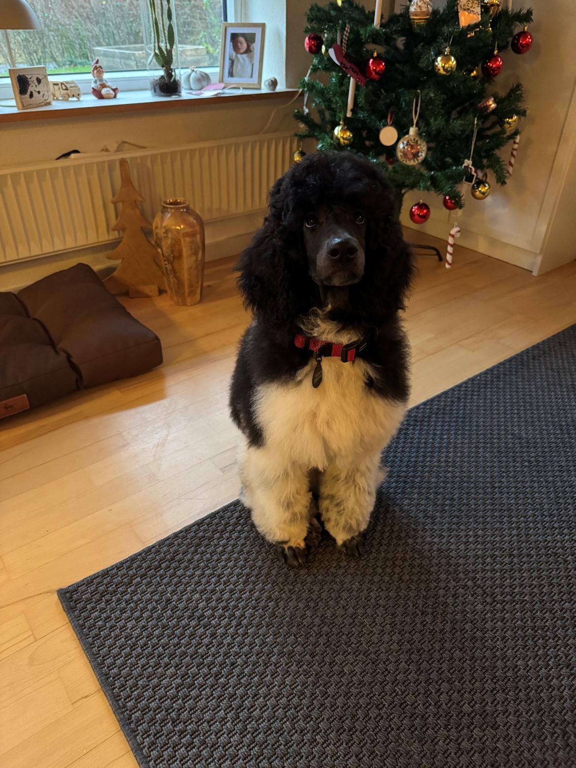 Storpuddel Spirit of Ronja Deli aka Runa billede 1