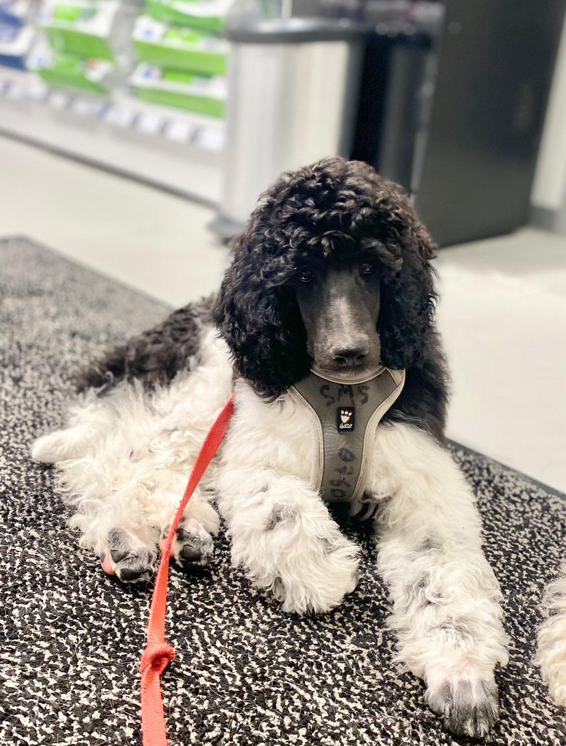 Storpuddel Spirit of Ronja Deli aka Runa billede 5