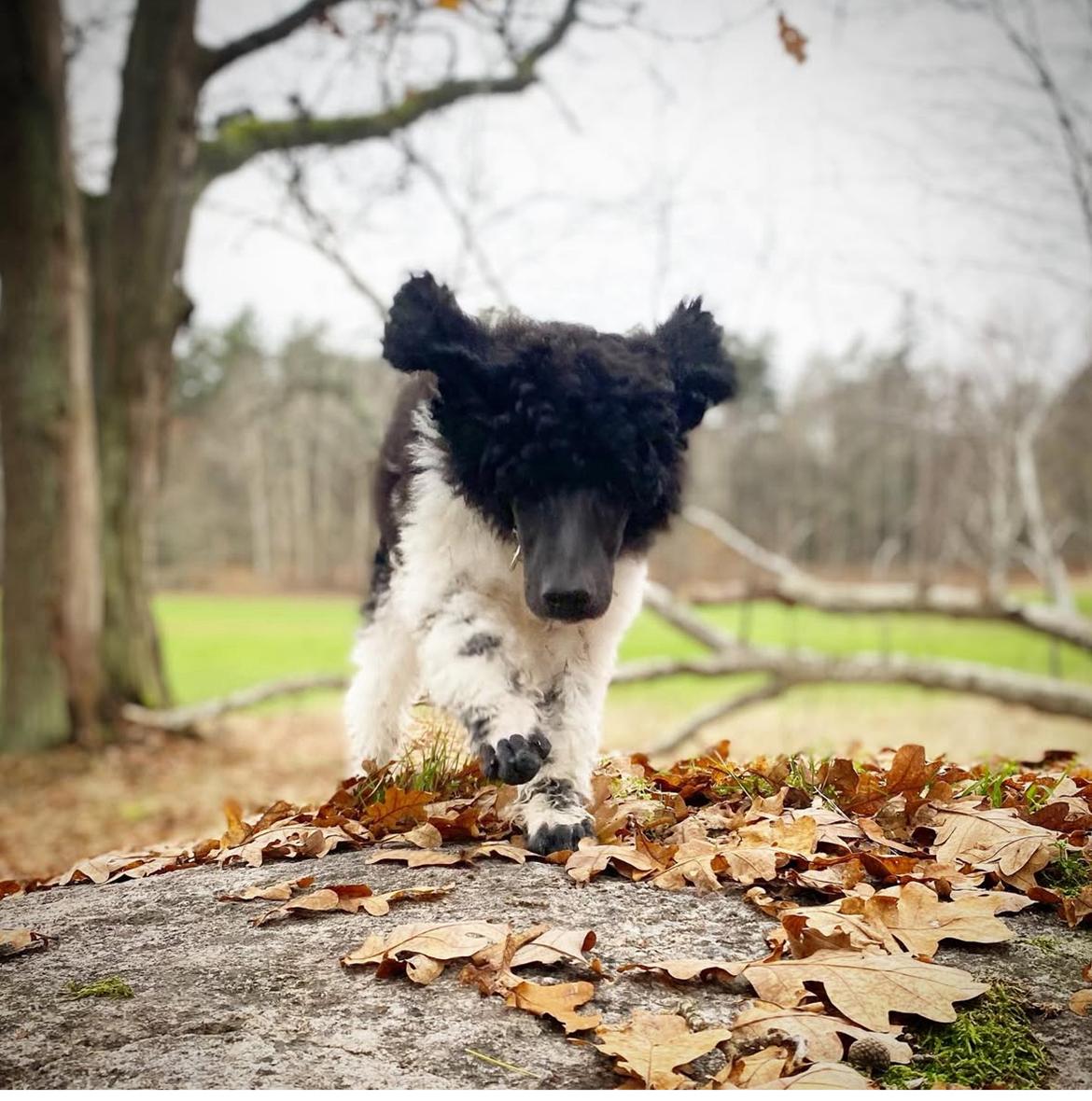 Storpuddel Spirit of Ronja Deli aka Runa billede 6