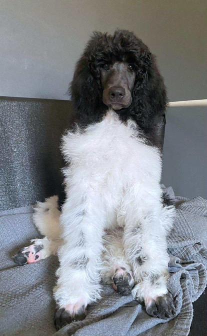 Storpuddel Spirit of Ronja Deli aka Runa billede 7