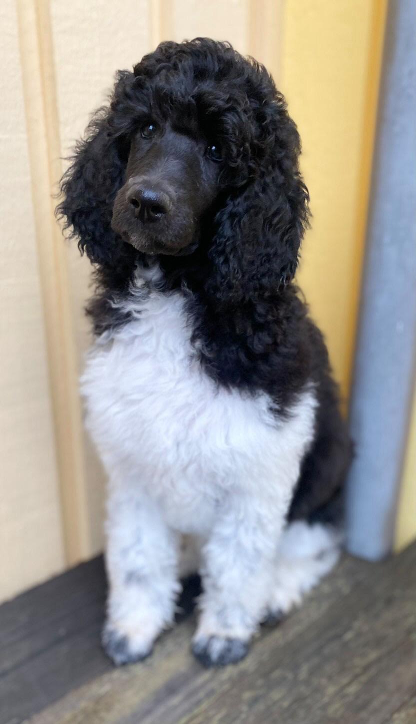 Storpuddel Spirit of Ronja Deli aka Runa billede 8