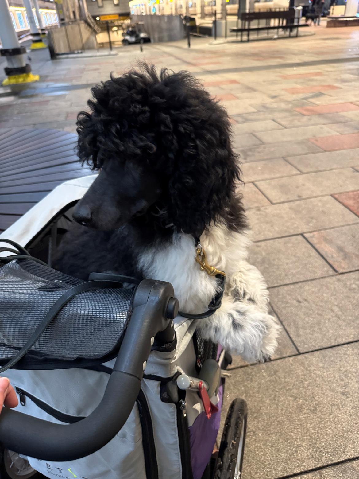 Storpuddel Spirit of Ronja Deli aka Runa billede 3