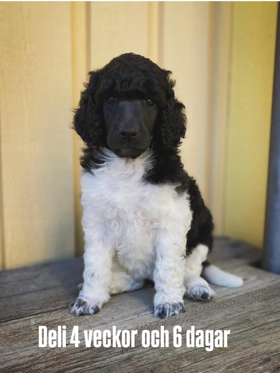 Storpuddel Spirit of Ronja Deli aka Runa billede 10