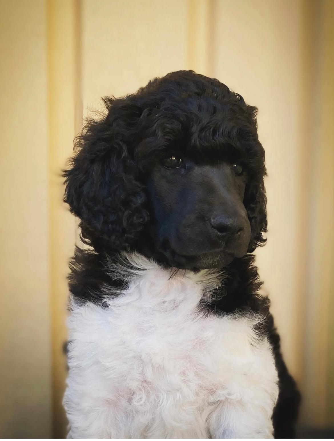 Storpuddel Spirit of Ronja Deli aka Runa billede 11