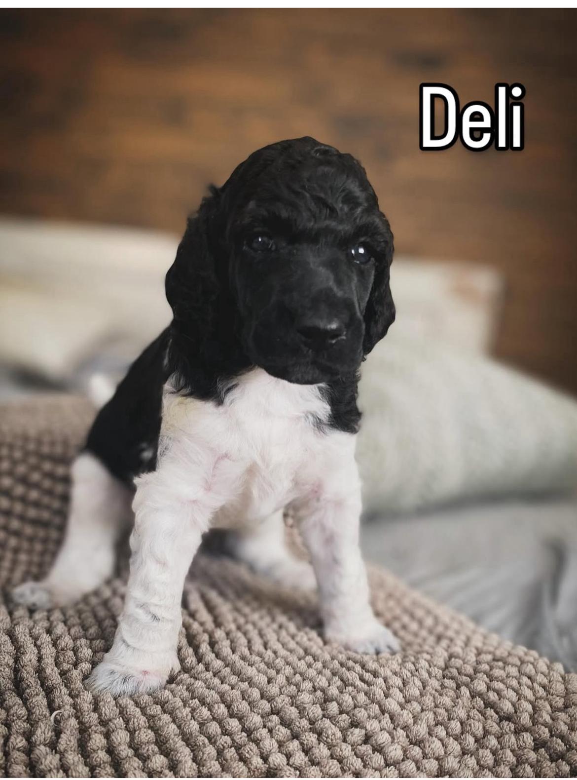 Storpuddel Spirit of Ronja Deli aka Runa billede 12