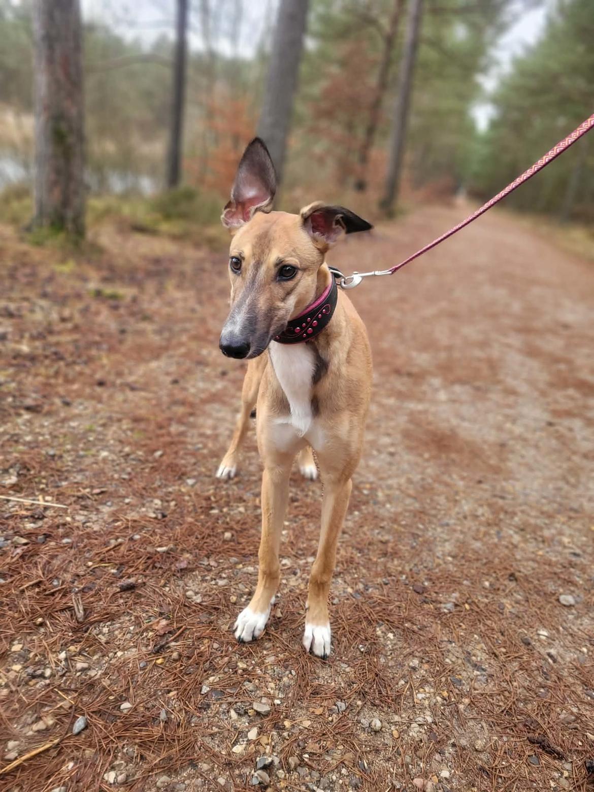 Greyhound Easy (Stemgrove Just The Fast) billede 5