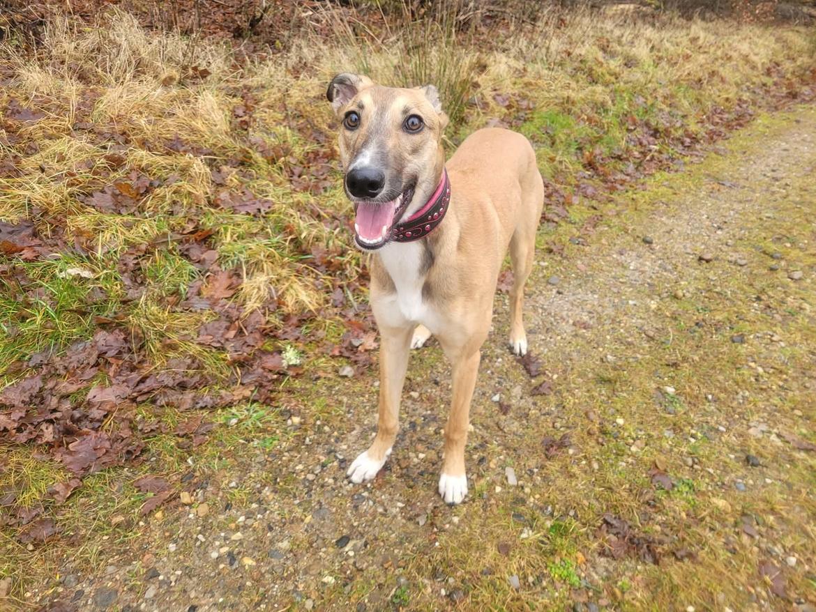 Greyhound Easy (Stemgrove Just The Fast) - 9/12-25 billede 14