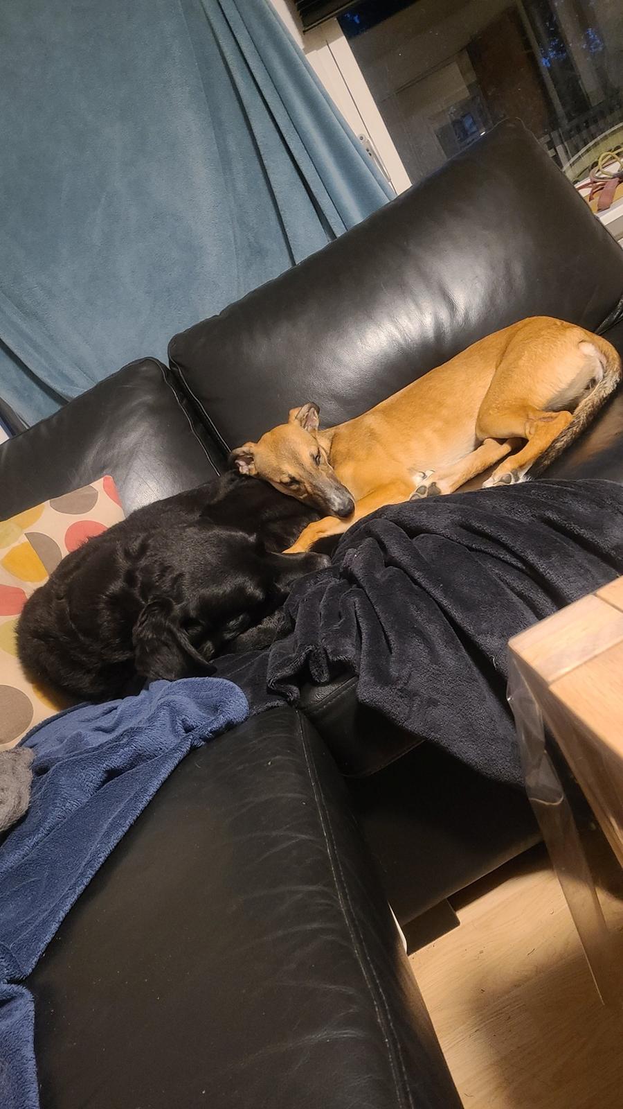 Greyhound Easy (Stemgrove Just The Fast) billede 3