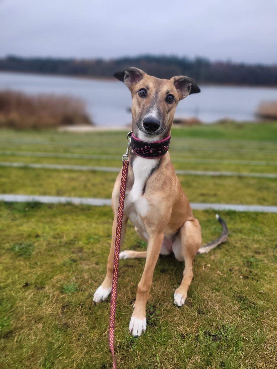 Greyhound Easy (Stemgrove Just The Fast) billede 7