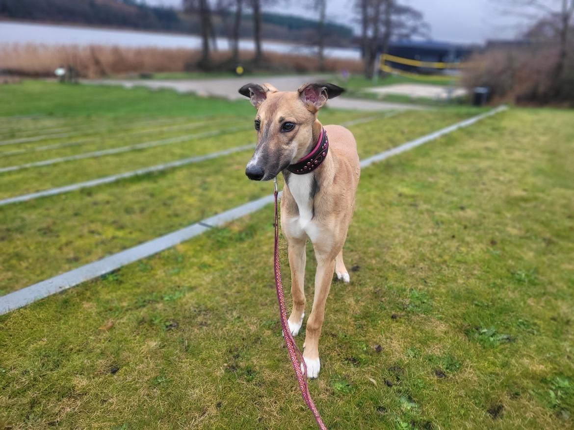 Greyhound Easy (Stemgrove Just The Fast) billede 8