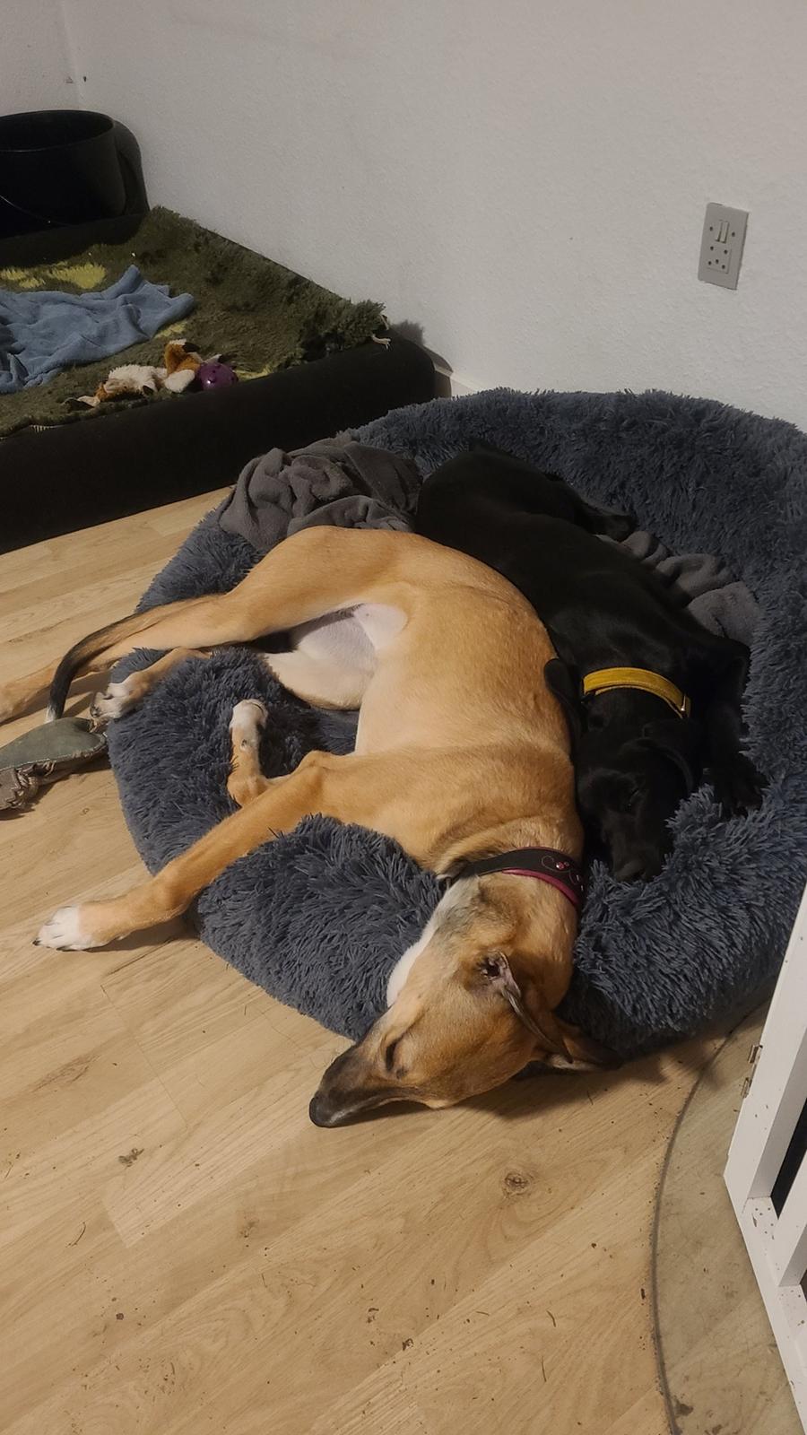 Greyhound Easy (Stemgrove Just The Fast) billede 9