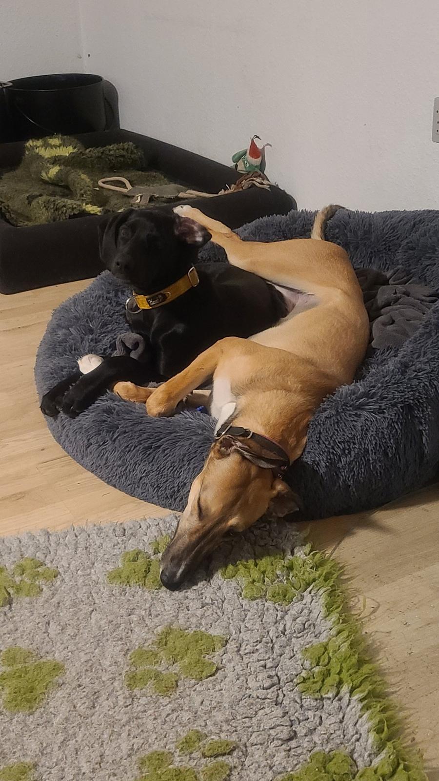 Greyhound Easy (Stemgrove Just The Fast) billede 10